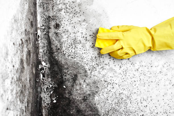 Mold Remediation for Rental Properties in Hebron, IN